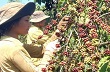 Hơn 20.000 tỷ sẽ đầu tư vào Tây Bắc, Tây Nguyên 